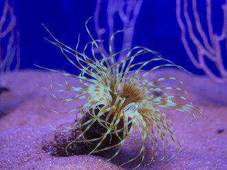 Röhrenanemone, Cerianthus filiformis, in Gefangenschaft - AMF004210