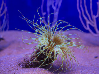 Tube anemone, Cerianthus filiformis, captive - AMF004210