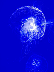 Moon jellyfishes, Aurelia aurita, captive - AMF004211