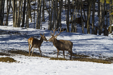 Deutschland, Berchtesgaden, Rothirsch und Reh im Winter - ZCF000303