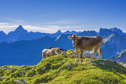 Germany, Allgaeu, young brown cattle on an Alpine meadow near Oberstdorf stock photo