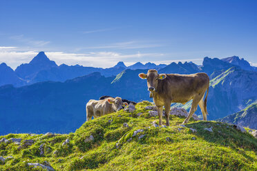 Germany, Allgaeu, young brown cattle on an Alpine meadow near Oberstdorf - WGF000720