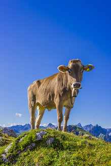 Deutschland, Allgäu, junge Braunviehherde auf einer Almwiese bei Oberstdorf - WGF000719