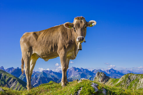 Germany, Allgaeu, young brown cattle standing on an Alpine meadow near Oberstdorf - WGF000718