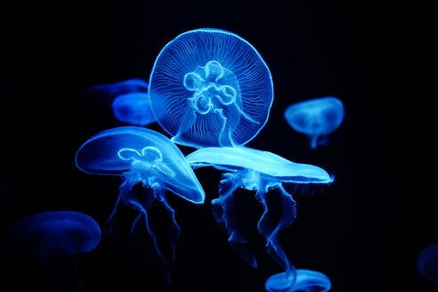 Blue shining jellyfish in front of black background - TLF000743