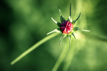 Detail einer Gartenblumenknospe, Rosa - MGOF000679