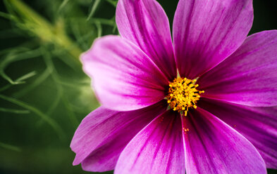 Detail of a garden flower, Cosmos bipinnatus - MGOF000681