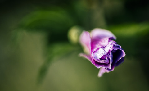 Detail einer Gartenblume, Lilium, lizenzfreies Stockfoto
