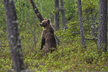 Finnland, Braunbär, Ursus arctos - ZC000312