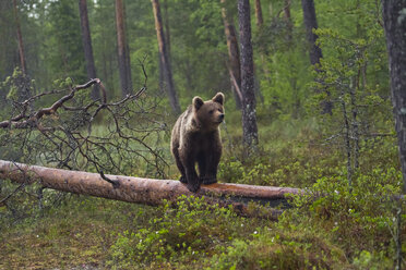 Finnland, Braunbär, Ursus arctos, stehend auf Baumstamm - ZC000313