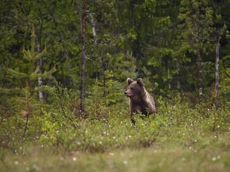 Finnland, Braunbär, Ursus arctos, Jungtier - ZC000314