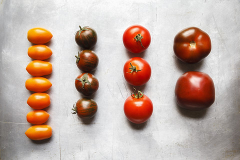 Verschiedene Tomaten, Zebrino, Ebeno, Devotion und gelbe Kirschtomaten, lizenzfreies Stockfoto