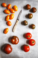 Verschiedene Tomaten, Zebrino, Ebeno, Devotion und gelbe Kirschtomaten - EVGF002283