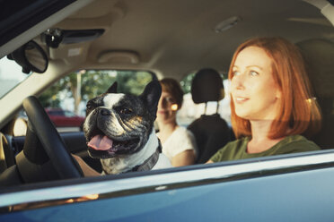 Porträt einer französischen Bulldogge, die hinter dem Lenkrad im Auto ihres Besitzers sitzt - TAM000309