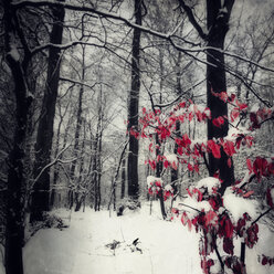 Schneebedeckter Wald mit letzten Blättern - DWIF000606