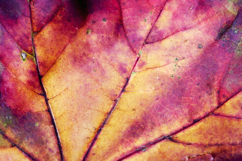 Herbstliches Ahornblatt, Nahaufnahme - CSF026386