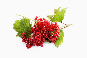 Red berries and leaves of snowball tree in front of white background - CSF026387
