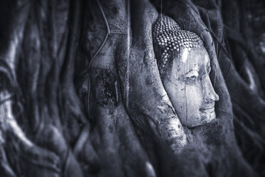 Thailand, Ayutthaya, Wat Mahathat, head of sandstone Buddha between tree roots - EHF000224