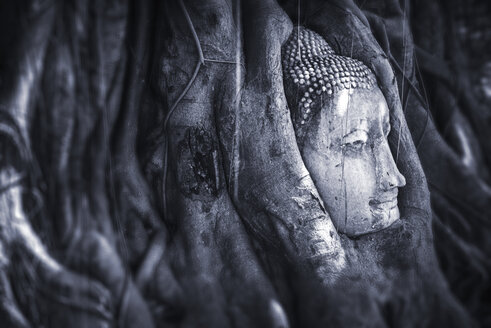 Thailand, Ayutthaya, Wat Mahathat, Kopf eines Sandsteinbuddhas zwischen Baumwurzeln - EHF000224