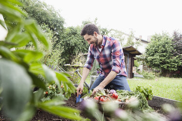 Mann bei der Gartenarbeit im Gemüsebeet - RBF003137