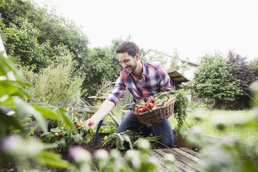 Man gardening in vegetable patch - RBF003139