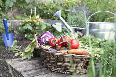 Basket full of organic vegetables - RBF003185