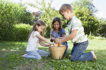 Drei Kinder sammeln Äpfel auf einer Wiese - RBF003189