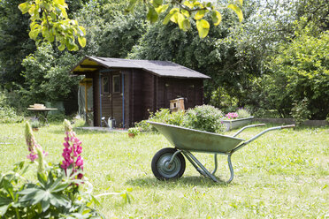 Wheelbarrow with plant in garden - RBF003191