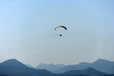 Austria, Salzburg State, flock of Waldrapps following paraglider - TCF004898