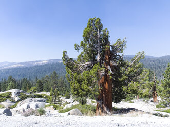 USA, California, Yosemite National Park, pine tree - SBDF002203