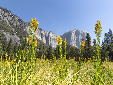 USA, California, Yosemite National Park, Sierra Nevada - SBDF002239
