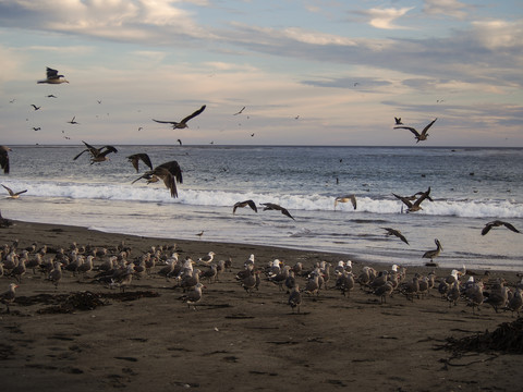 USA, Kalifornien, Pismo Beach, Möwenschwarm im Sonnenuntergang, lizenzfreies Stockfoto