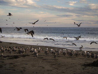USA, Kalifornien, Pismo Beach, Möwenschwarm im Sonnenuntergang - SBDF002273
