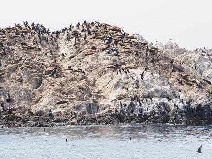 USA, Kalifornien, Monterey, 17-Mile-Drive, Felsen mit Robben und Vögeln - SBDF002245
