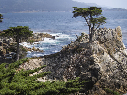 USA, California, Monterey, 17-Mile-Drive, 'Lone Cypress', Cypress tree - SBDF002246