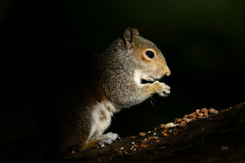 Fressendes graues Eichhörnchen vor schwarzem Hintergrund, lizenzfreies Stockfoto