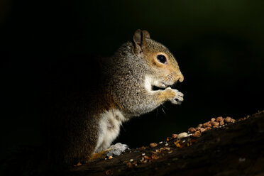 Fressendes graues Eichhörnchen vor schwarzem Hintergrund - MJOF001092