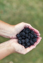 Woman's hands holding blackberries - MGOF000770