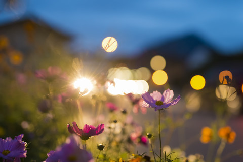 Germany, Bavaria, Roadside flower bed backlit by car headlight stock photo