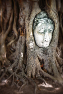 Thailand, Ayutthaya, Kopf eines Sandsteinbuddhas zwischen Baumwurzeln im Wat Mahathat - EHF000237