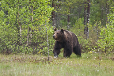 Finland, Brown Bear, Ursus arctos, male - ZC000316