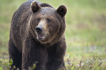 Finnland, Braunbär, Ursus arctos, männlich - ZC000317