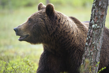 Finnland, Braunbär, Ursus arctos, männlich - ZC000318