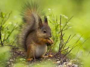 Finnland, Rotes Eichhörnchen, Sciurus vulgaris, Fressen - ZC000319