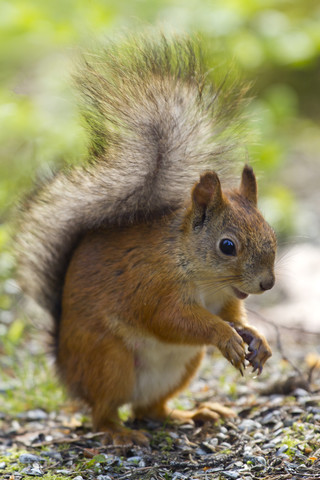 Finnland, Rotes Eichhörnchen, Sciurus vulgaris, lizenzfreies Stockfoto