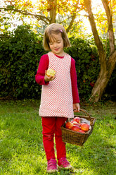 Portrait of little girl standing on a meadow with wickerbasket of apples - LVF003870