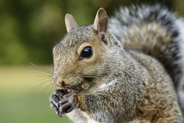 Grauhörnchen, Sciurus carolinensis, beim Fressen - MJOF001101