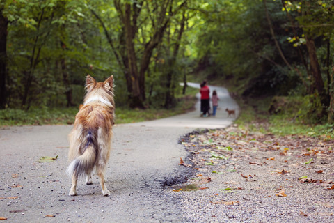 Spanien, Girona, Verlassener Hund steht auf dem Gehweg und beobachtet Menschen, lizenzfreies Stockfoto