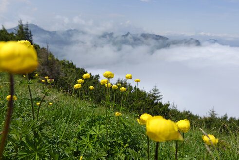 Deutschland, Bayern, Hirschberg, Kugelblumen auf Almwiese - LBF001200