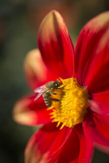 Rote Dahlie und Europäische Honigbiene, Apis mellifera - ELF001589